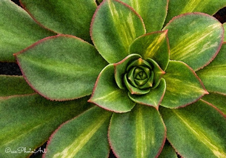 Superb Succulent