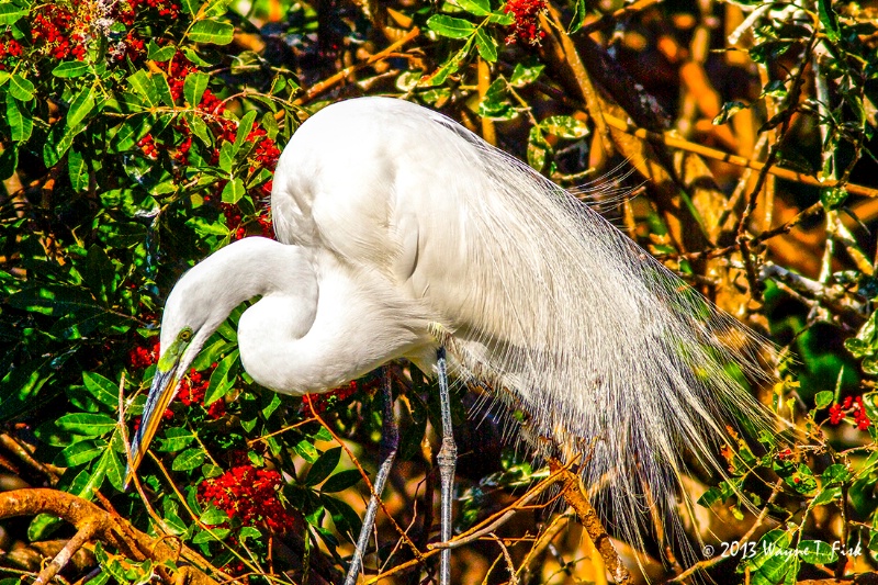 Great White Egret