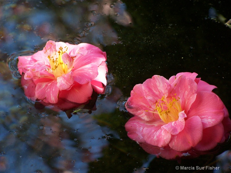 Floating Camellias