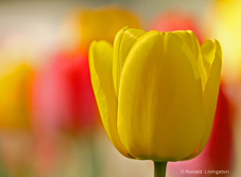 Yellow Tulip