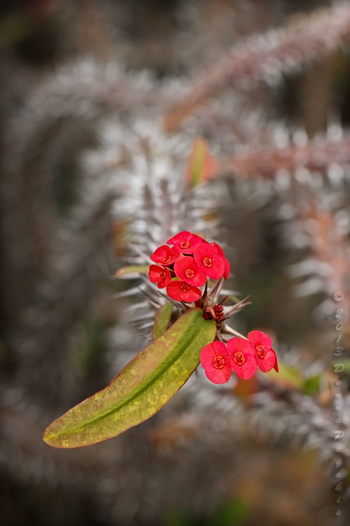 Crown of Thorns