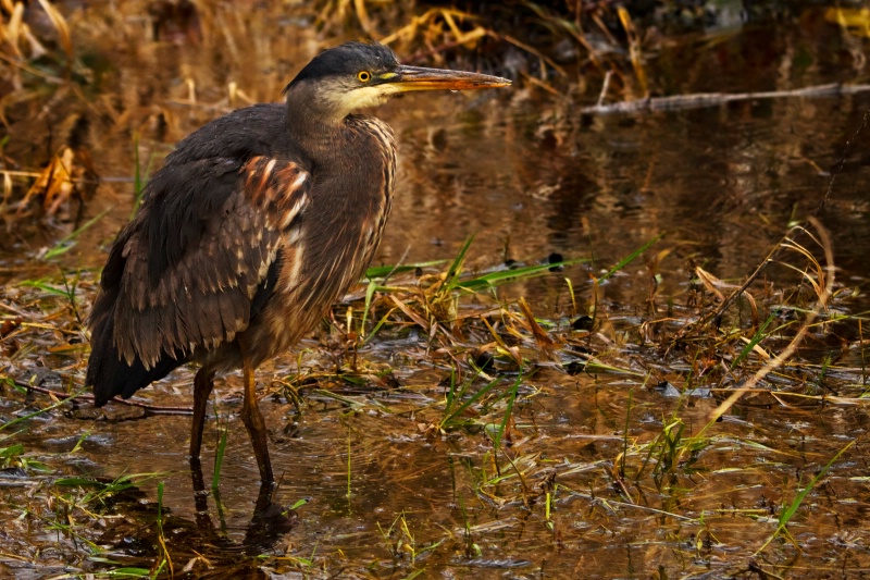 Great Blue