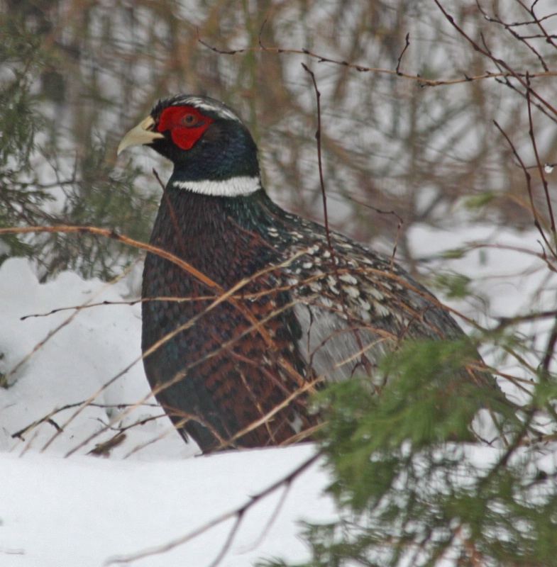 Ring Neck Pheasant