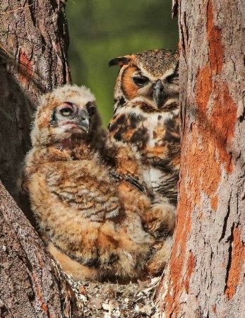 Growing Up,  3 wks old. Great Horned Owls