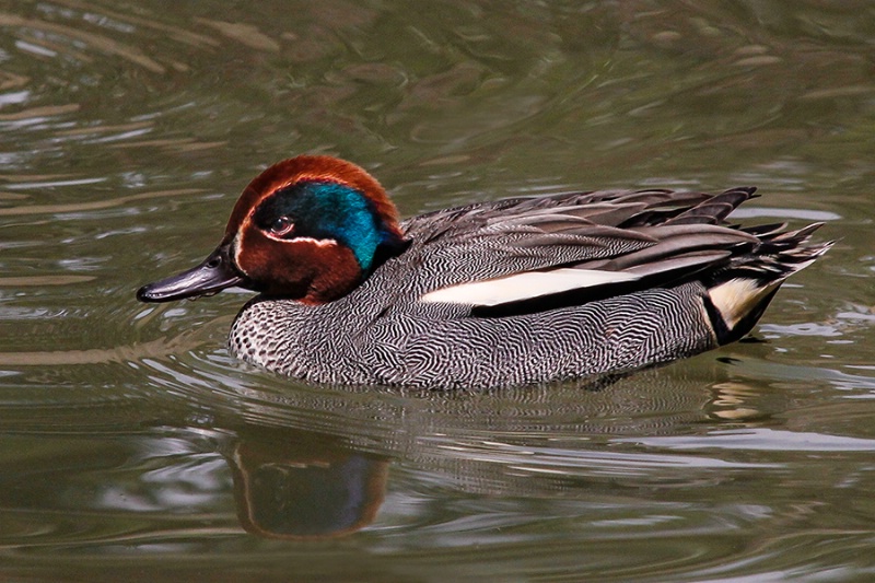 European Green Winged Teal