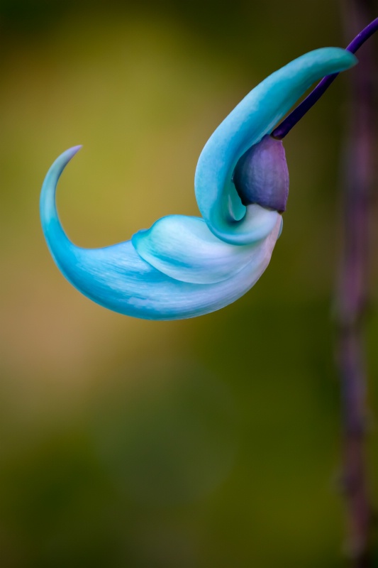 Jade Vine Flower