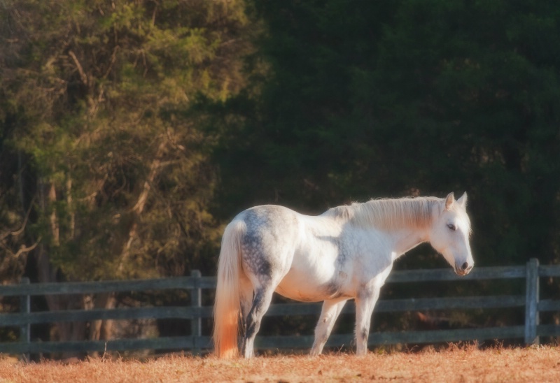 Whitish Mare