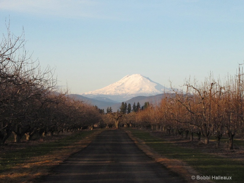 Mt. Adams through the apple orchards, Hood River, 
