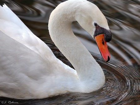 Swan Portrait 