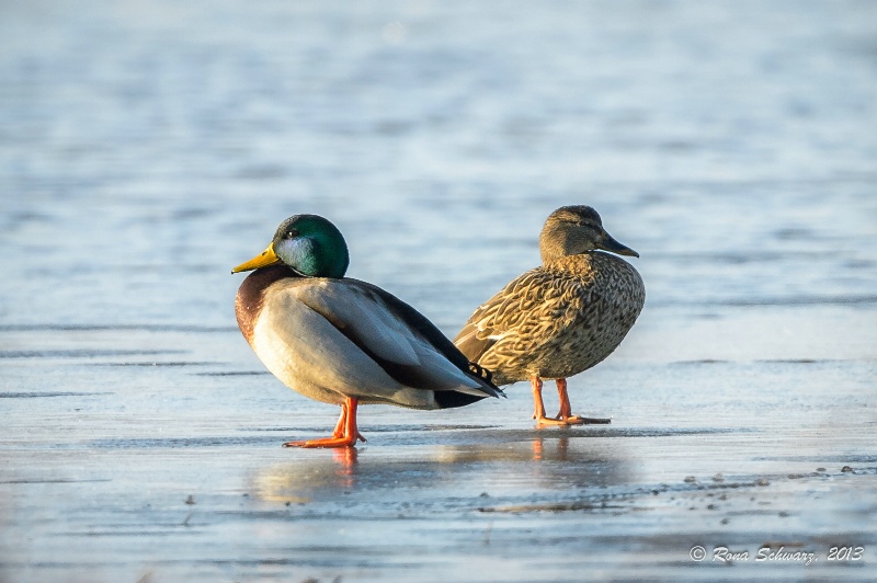 Cold Ducks