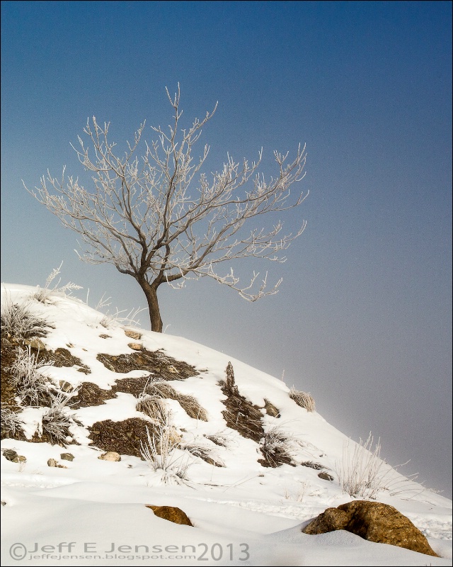 Lone Tree