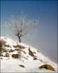 Lone Tree