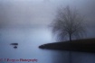 Winter Willow