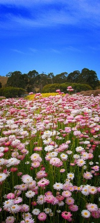 Wildflowers