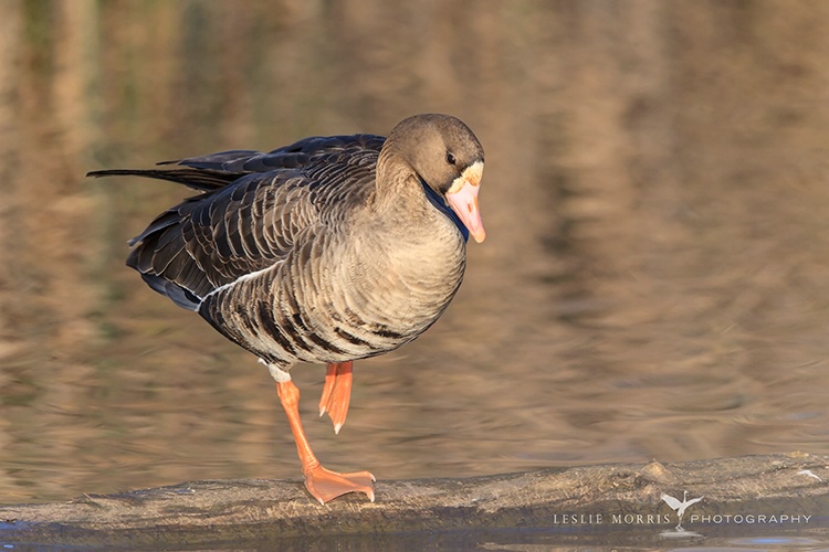 Greater White Fronted Goose - ID: 13702451 © Leslie J. Morris