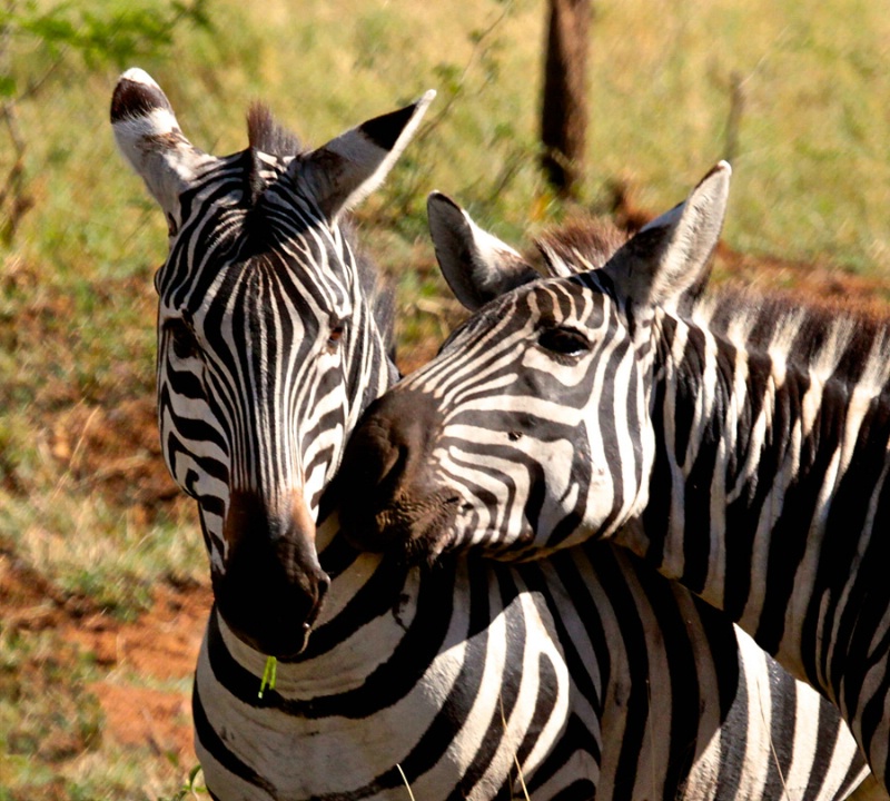 Love in the Serengeti