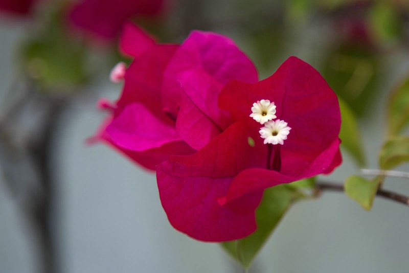 Bougainvillea 2