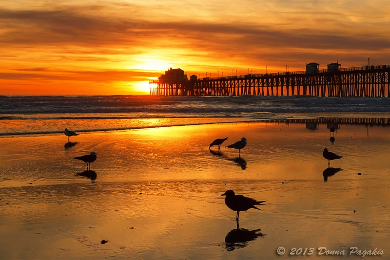 Seagulls at Low Tide 