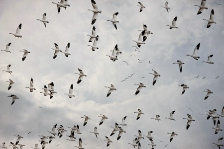 Return Of The Snow Geese