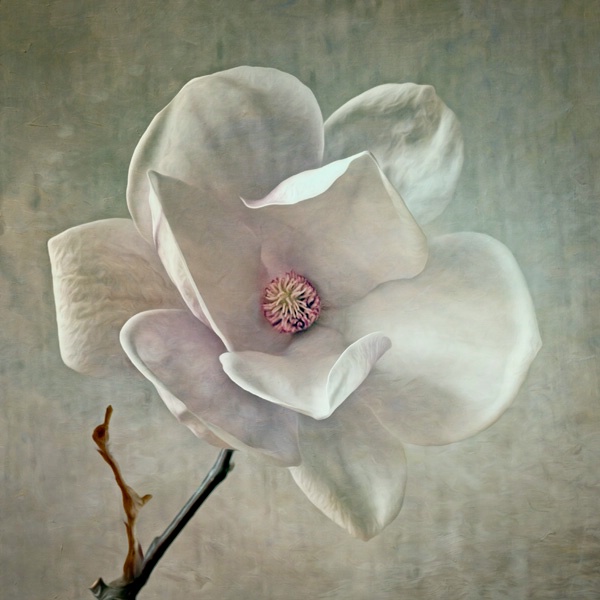 magnolia