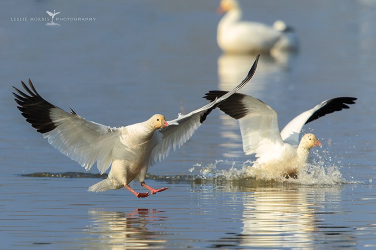Ross's Geese Landing Gear Down - ID: 13704476 © Leslie J. Morris