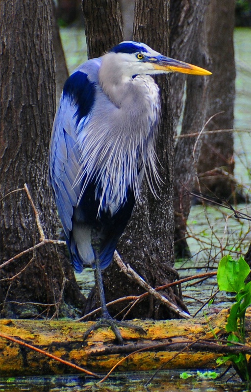 One-Legged Great Blue Heron