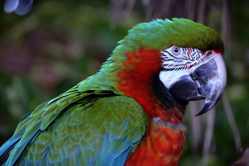 Red & Green Parrot