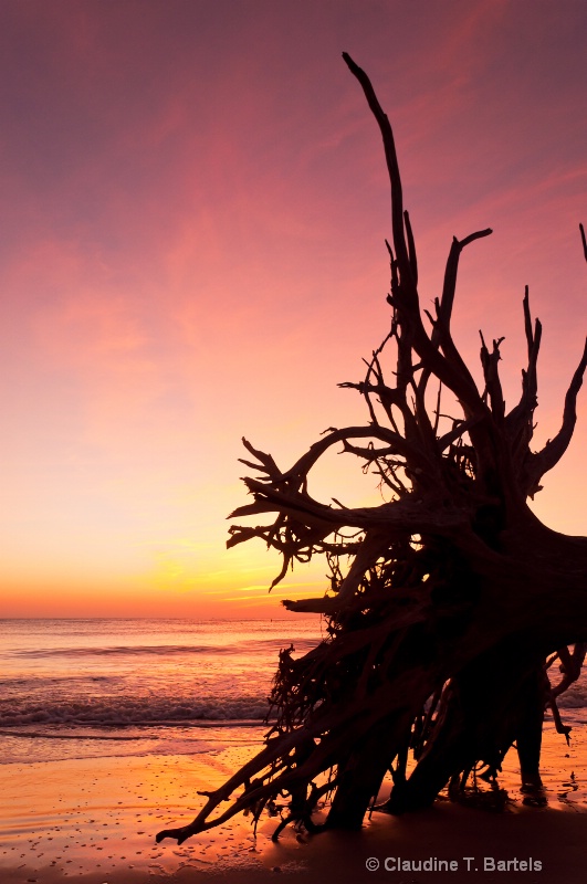 Sunset Behind the Old Dead Tree