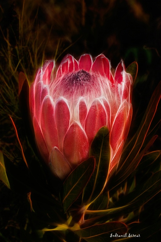 Protea Magnifica