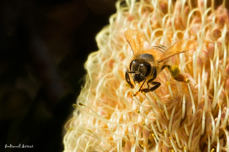 Honey Bee on Banksia Media
