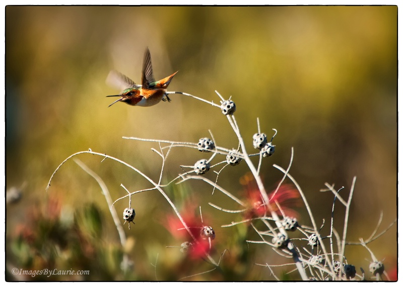 Angry Bird