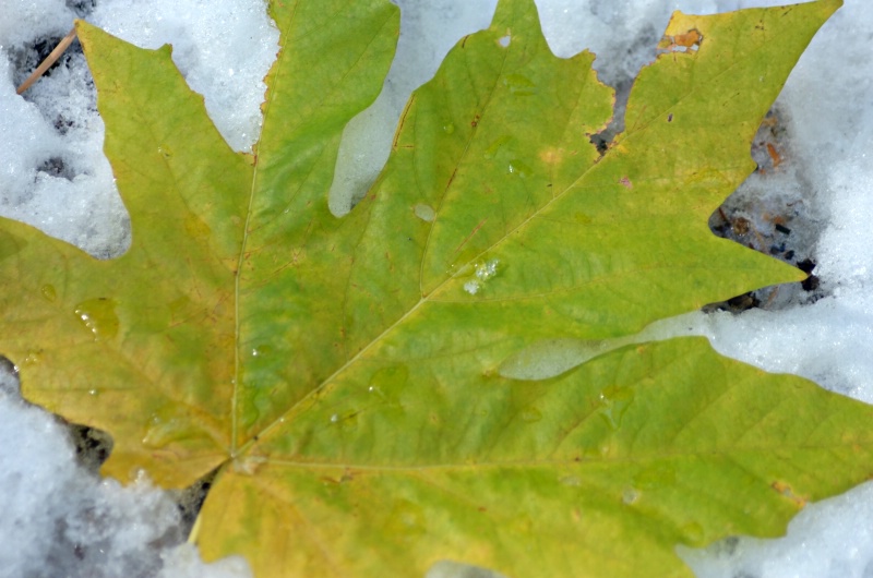 Lying in the Cold