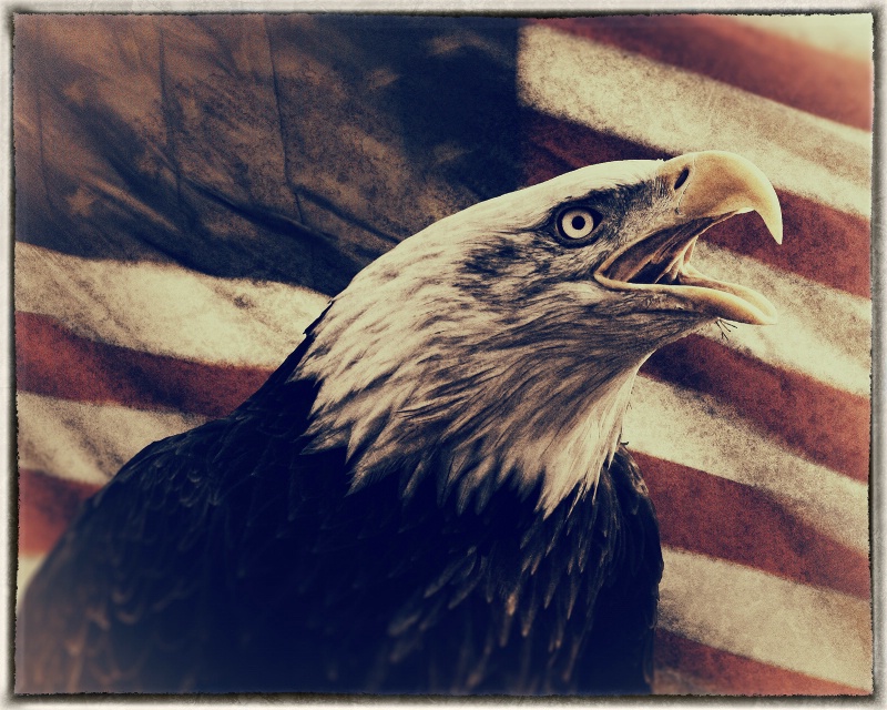 Eagle and Flag Poster