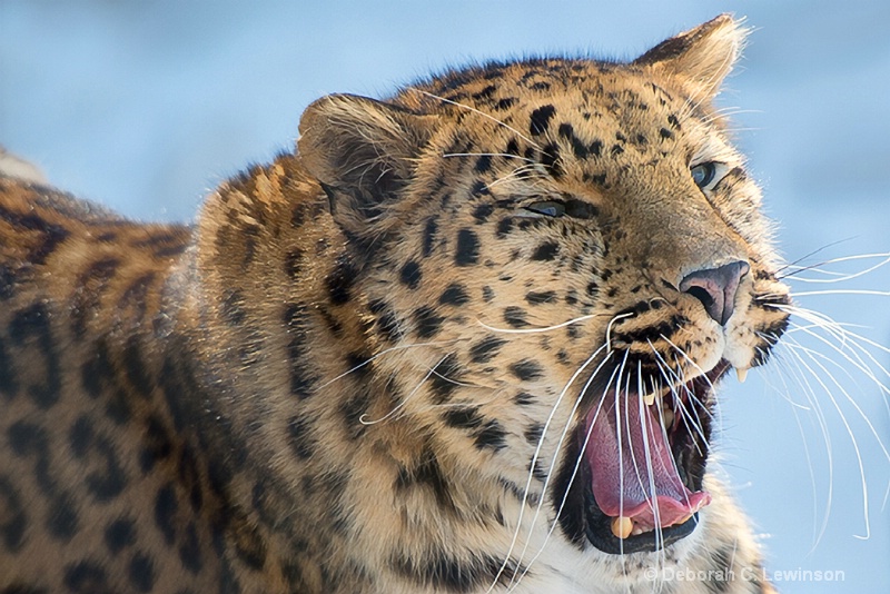 Amur Leopard - ID: 13706742 © Deborah C. Lewinson