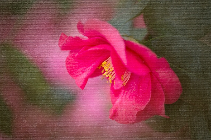 Shy Camellia