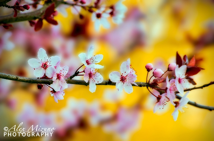 SPRING IN TWILIGHT COLOR