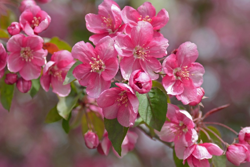 Crab Apple Blossoms