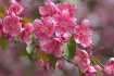 Crab Apple Blosso...