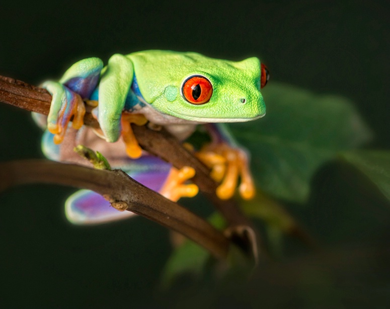 Tree Climber