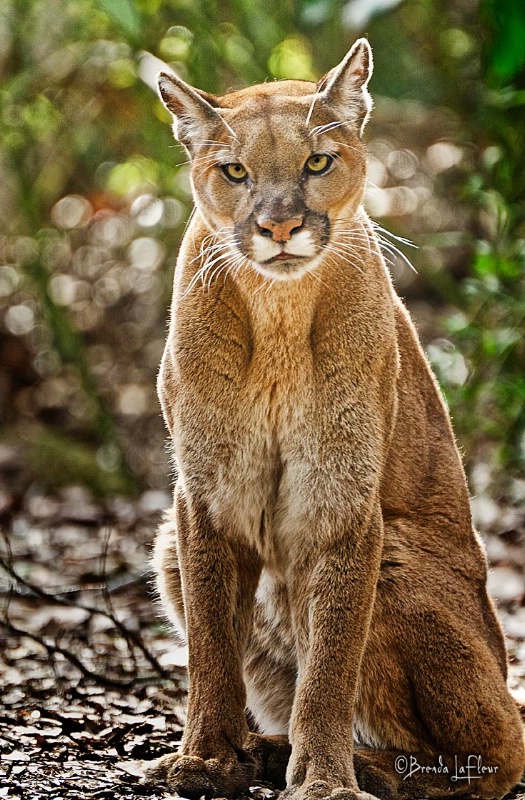 Cougar