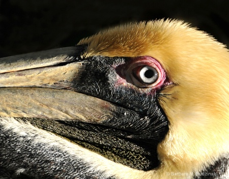 Pelican's Eye