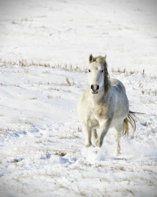 Winter Frolic