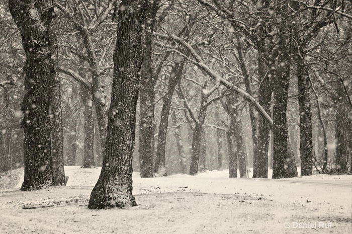 Forest Snow