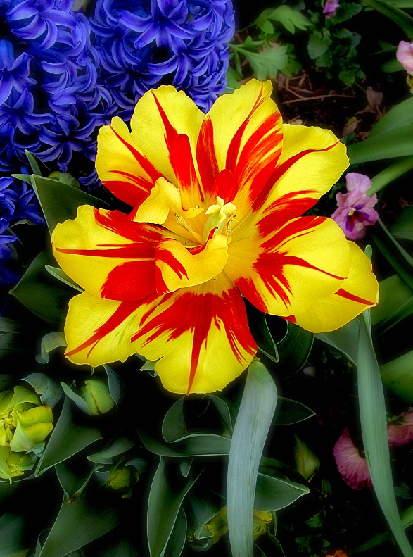 Red Painted Petals