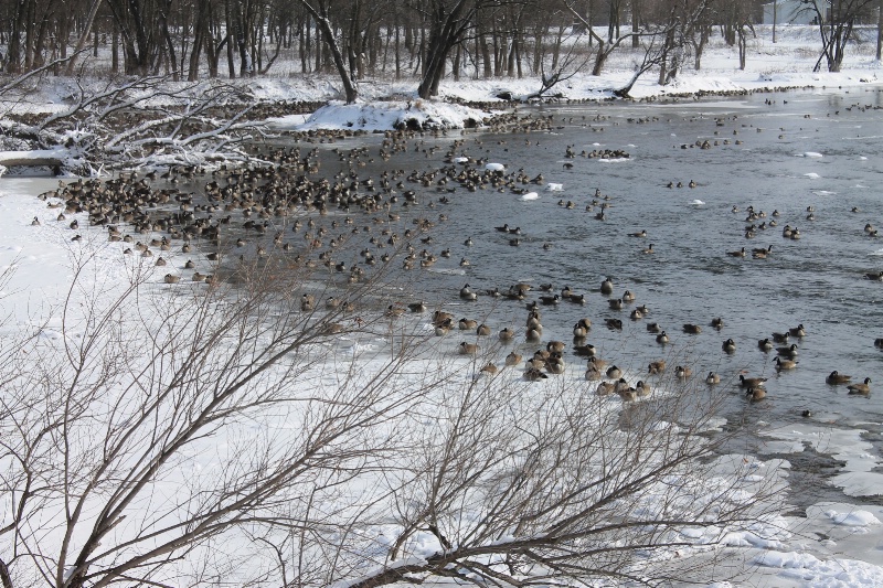 Geese on th River