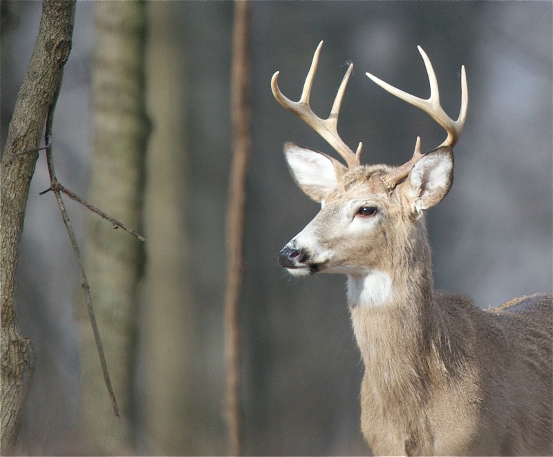 Deer in the Woods - ID: 13708614 © Kitty R. Kono