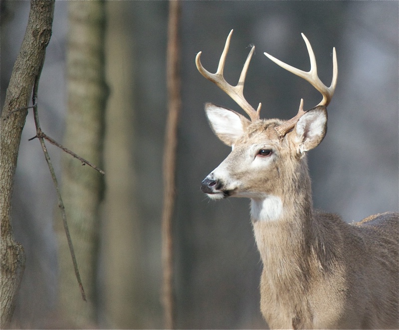 Deer in the Woods