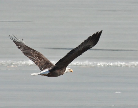 eagle flying over ice