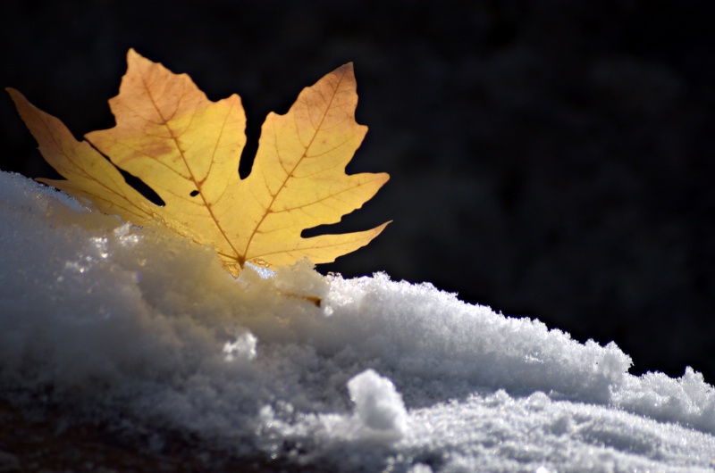 The Last Light of Winter