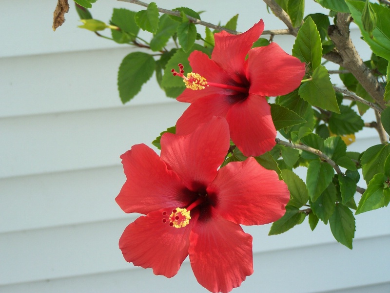 Mid-summer Blossoms